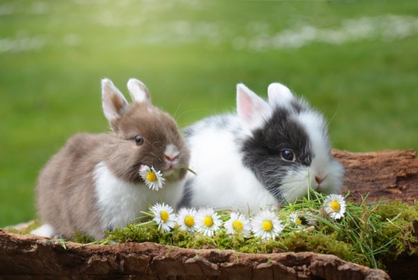 Hasen beim Fressen, Ernährung & Pflege von Kaninchen
